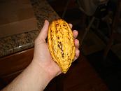 Cacao Pod In Hand