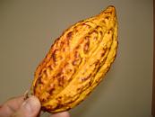 Cacao Pod Up Close